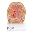 Model of Frontal Section of Human Head (paranasal sinuses)
