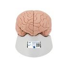 Human Brain Model, 2 part