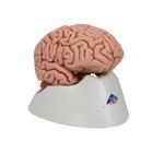 Classic Human Brain Model, 5 part