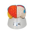Human Neuro-Anatomical Brain Model, 8 part