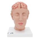 Human Brain Model with Arteries on Base of Head, 8 part