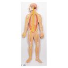 Human Nervous System Model, 1/2 Life-Size