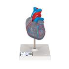 Classic Human Heart Model with Conducting System, 2 part