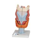 Human Larynx Model, 2 times Full-Size, 7 part