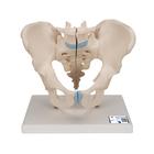 Male Pelvis Skeleton Model, 3 part