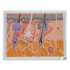 Human Skin Section Model, 70 times Full-Size