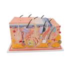 Human Skin Section Model, 70 times Full-Size