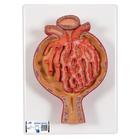 Model of Malpighian Corpuscle of Kidney, 700 times Full-Size