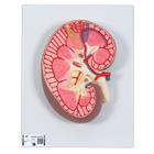 Kidney Section Model, 3 times Full-Size