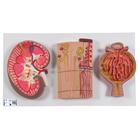 Human Kidney Section Model with Nephrons, Blood Vessels & Renal Corpuscle