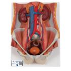 Dual Sex Urinary System Model, 6 part