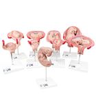 Deluxe Pregnancy Models Series, 9 Individual Embryo & Fetus Models