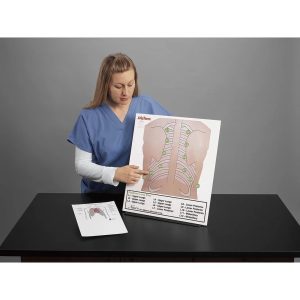 Posterior Auscultation Practice Board Only - Life/form®