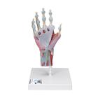 Hand Skeleton Model with Ligaments & Muscles