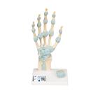 Hand Skeleton Model with Ligaments & Carpal Tunnel