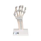 Hand Skeleton Model with Elastic Ligaments