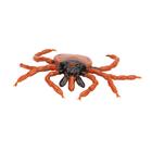 Castor Bean Tick (Ixodes ricinus), Model