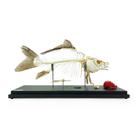 Carp Skeleton (Cyprinus carpio), Specimen