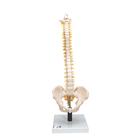 Flexible Human Spine Model with Soft Intervertebral Discs