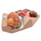 Male Urinary System Model, 3/4 Life-Size