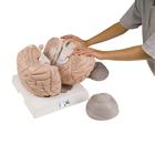 Giant Human Brain Model, 2.5 times Full-Size, 14 part