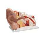 Giant Ear Model, 5 times Full-Size, 3 part