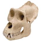Gorilla Skull (Gorilla gorilla), Male, Replica
