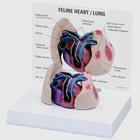 Feline Heart And Lung Model