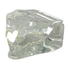 Feline Jaw- Clear Model