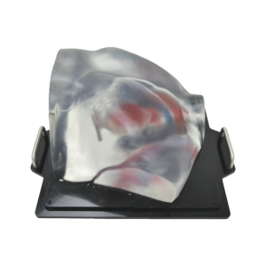 Cardiac Examination Ultrasound Model (Without pathologies, Transparent) MU-E-HEART1-MNT