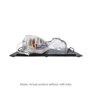 Cardiac Ultrasound Model (Without pathologies, Transparent) MU-E-HEART01A-MNT