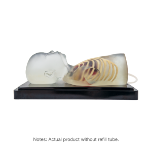 Pediatric Cardiac Ultrasound Model (Without pathologies, Transparent) MU-E-PEHEART1-MNT