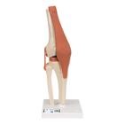 Functional Human Knee Joint Model with Ligaments & Marked Cartilage