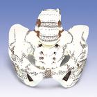 Flexible Pelvic Model