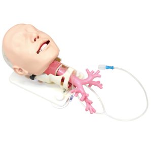 MW19  Diﬃcult Airway Management Simulator for Bronchoﬁberscopy | Anatomically Correct Trachea and Bronchi
