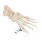 Human Foot Skeleton, Loosely Threaded on Nylon String