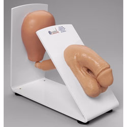 Male Catheterization Trainer