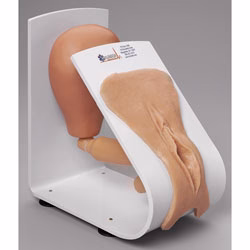 Female Catheterization Trainer