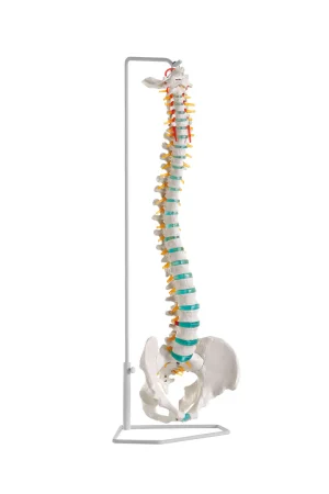 SKU: MG21885  Classic Flexible Spine Model with Femur Heads & Sacral Opening