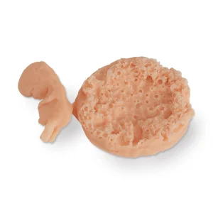 Human Fetus Replica - 7-8 Week