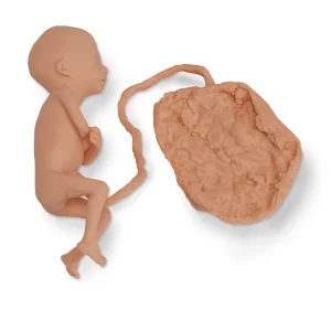 Human Fetus Replica - 5 Month Female