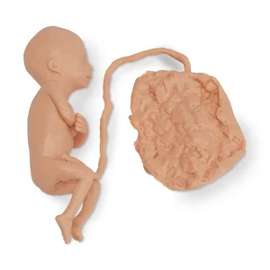 Human Fetus Replica - 5 Month Male