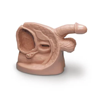 Male Catheterisation Model