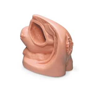 Female Catheterisation Model