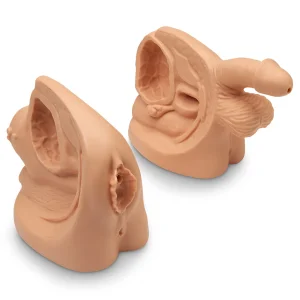 Male & Female Catheter Model Set