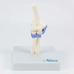 Mini Elbow Joint Model
