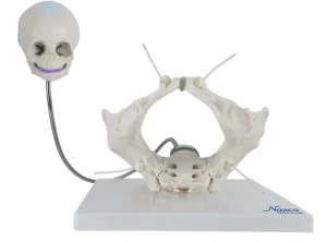 Childbirth Demonstration Pelvis Model