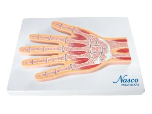 SKU: MG17223  Hand Model, Median Section