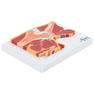 SKU: MG17227  Hip Model, Midsection