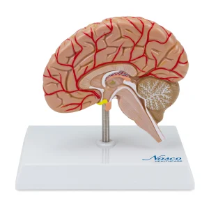 SKU: MG17228  Brain with Arteries Model, Saggital Section